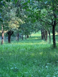 Prodej pozemku 1608 m², Podolí