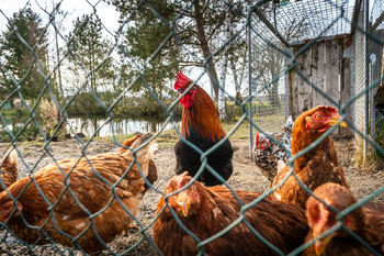 Prodej ubytovacího zařízení 400 m², Hranice