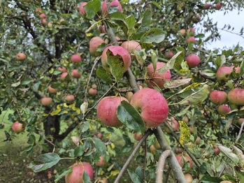 Pronájem domu 42 m², Kopřivnice