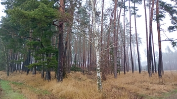 Prodej pozemku 9849 m², Peč