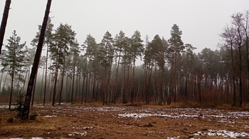 Prodej pozemku 9849 m², Peč