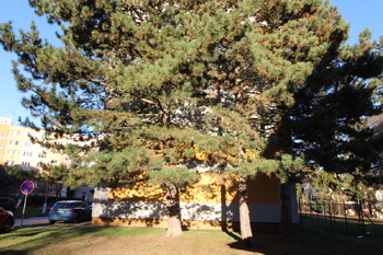 Prodej pozemku 935 m², České Budějovice