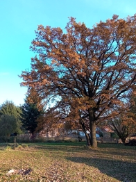 Prodej pozemku 3615 m², Blažejovice