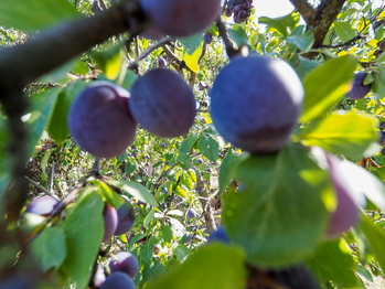 Prodej domu 152 m², Kobeřice u Brna