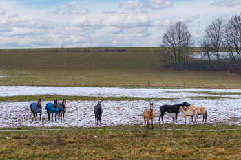 Prodej pozemku 6328 m², Líšnice