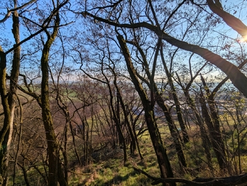 Prodej pozemku 1754 m², Viničné Šumice