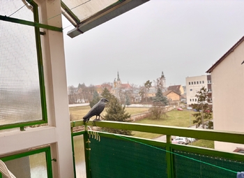 Pronájem bytu 3+1 v osobním vlastnictví 82 m², Vyškov