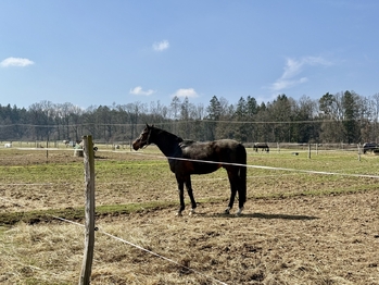 Prodej zemědělského objektu 164000 m², Spálené Poříčí