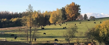 Prodej pozemku 172102 m², Vyskytná nad Jihlavou