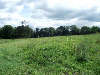 Prodej pozemku 1399 m², Polom