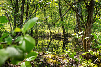 Prodej pozemku 18492 m², Nové Hrady