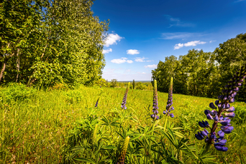 Prodej pozemku 18492 m², Nové Hrady