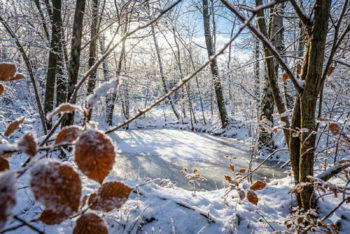 Prodej pozemku 18492 m², Nové Hrady