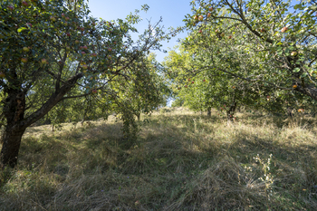 Sad - Prodej domu 210 m², Bohuslavice u Zlína