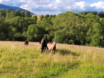 Prodej pozemku 1169 m², Malá Morava