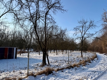 švestkový sad  - Prodej chaty / chalupy 12 m², Moravany