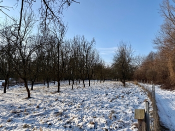 švestkový sad  - Prodej chaty / chalupy 12 m², Moravany