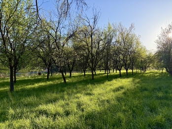 švestkový sad  - Prodej chaty / chalupy 12 m², Moravany