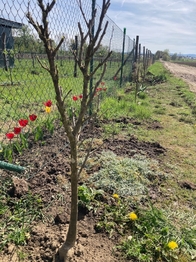 Prodej chaty / chalupy 15 m², Vnorovy