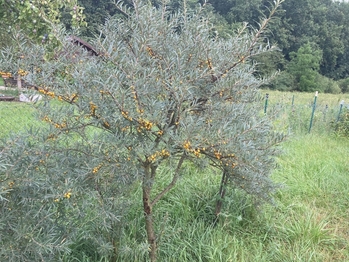 Prodej chaty / chalupy 15 m², Vnorovy