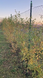 Prodej chaty / chalupy 15 m², Vnorovy