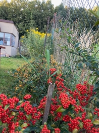 Prodej chaty / chalupy 15 m², Vnorovy