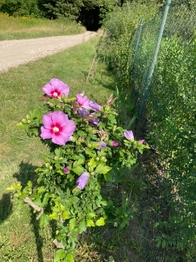 Prodej pozemku 414 m², Vnorovy