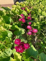 Prodej pozemku 414 m², Vnorovy