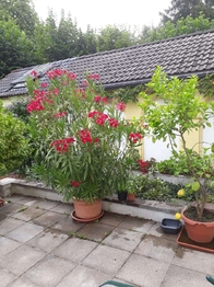 Prodej domu 343 m², Marktschorgast