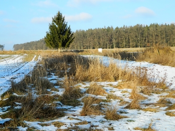 Okolí je krásné, nedaleko je les. - Prodej pozemku 984 m², Přehořov