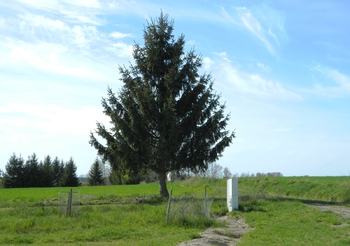 Na příjezdové staně pozemku vévodí tento souměrný jehličnan. - Prodej pozemku 984 m², Přehořov