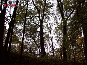 Prodej pozemku 7806 m², Králíky