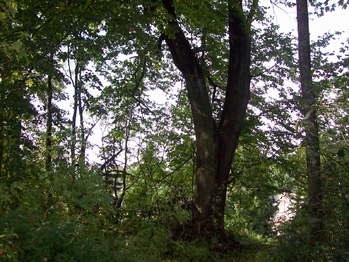 Prodej pozemku 7806 m², Králíky