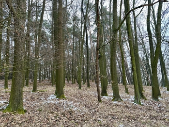 Prodej pozemku 21595 m², Ostřetín