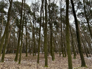 Prodej pozemku 21595 m², Ostřetín