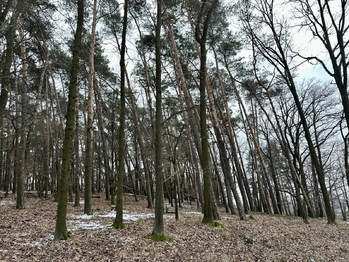 Prodej pozemku 21595 m², Ostřetín