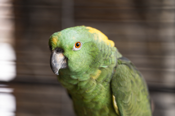 Prodej jiných prostor 703 m², Lipová-lázně