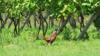 Prodej chaty / chalupy 20 m², Kyjov