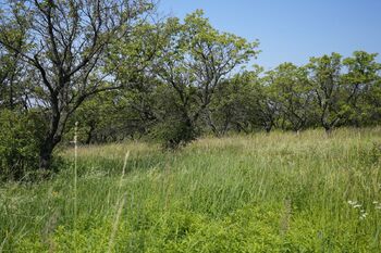 Prodej pozemku 3780 m², Hustopeče