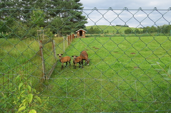 Prodej chaty / chalupy 130 m², Stará Červená Voda