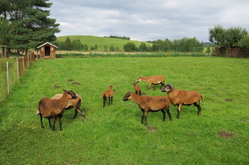 Prodej chaty / chalupy 130 m², Stará Červená Voda