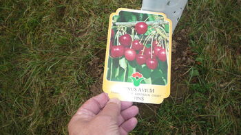 které buoue plodit tyhle dobroty. - Prodej pozemku 714 m², Žebrák