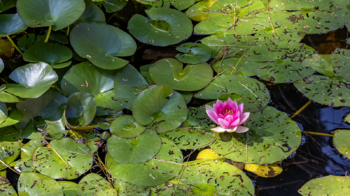 Prodej ubytovacího zařízení 750 m², Mařenice