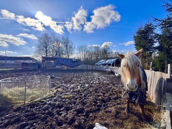 Horní část zahrady - Prodej pozemku 2494 m², Dětřichov u Moravské Třebové