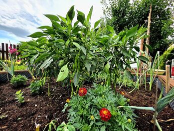 Prodej pozemku 262 m², Žatec