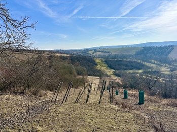 Prodej pozemku 1901 m², Kobeřice u Brna