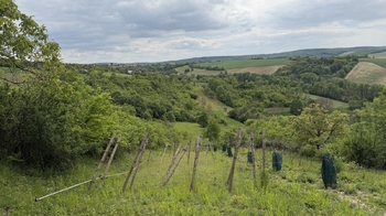 Prodej pozemku 1901 m², Kobeřice u Brna