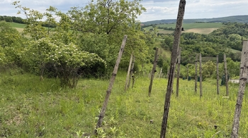 Prodej pozemku 1901 m², Kobeřice u Brna