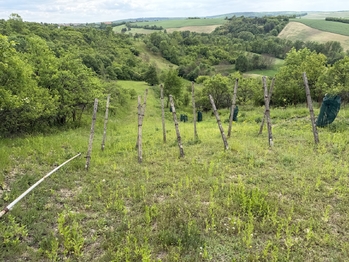 Prodej pozemku 1901 m², Kobeřice u Brna