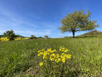 Podsedice_03 (Braňo Pažitka) - Prodej pozemku 4847 m², Podsedice